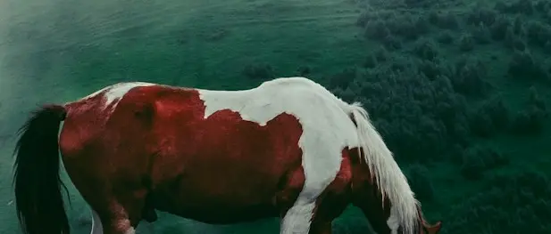 white and brown horse