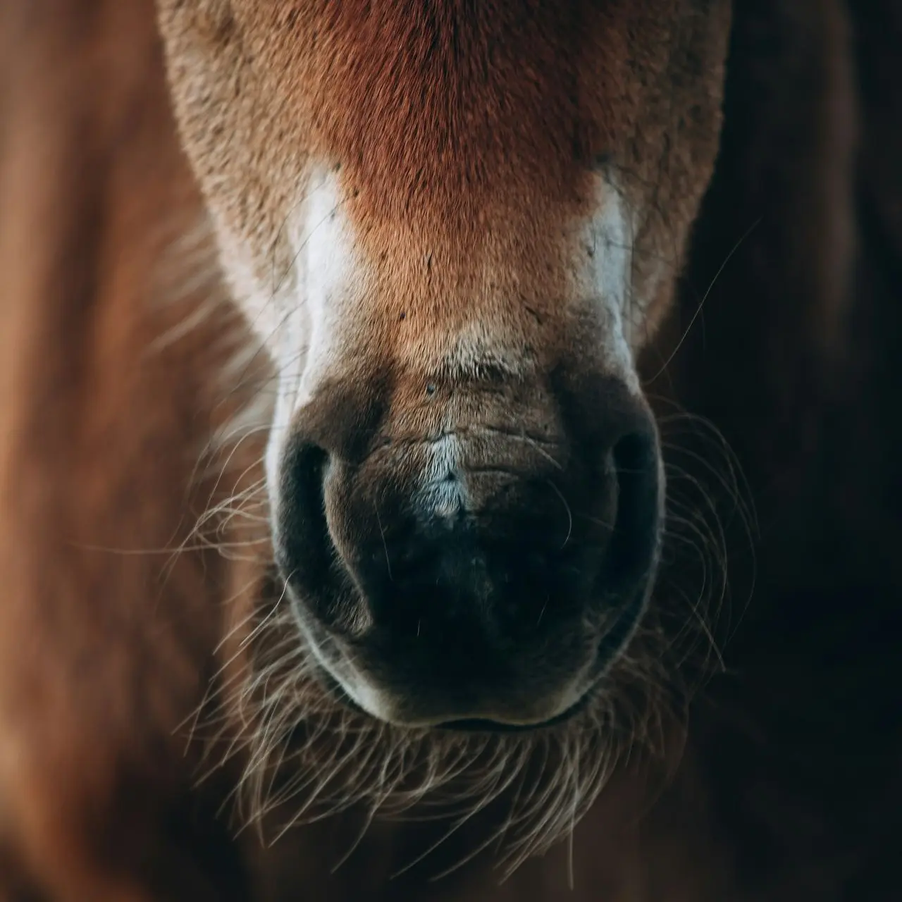 brown horse
