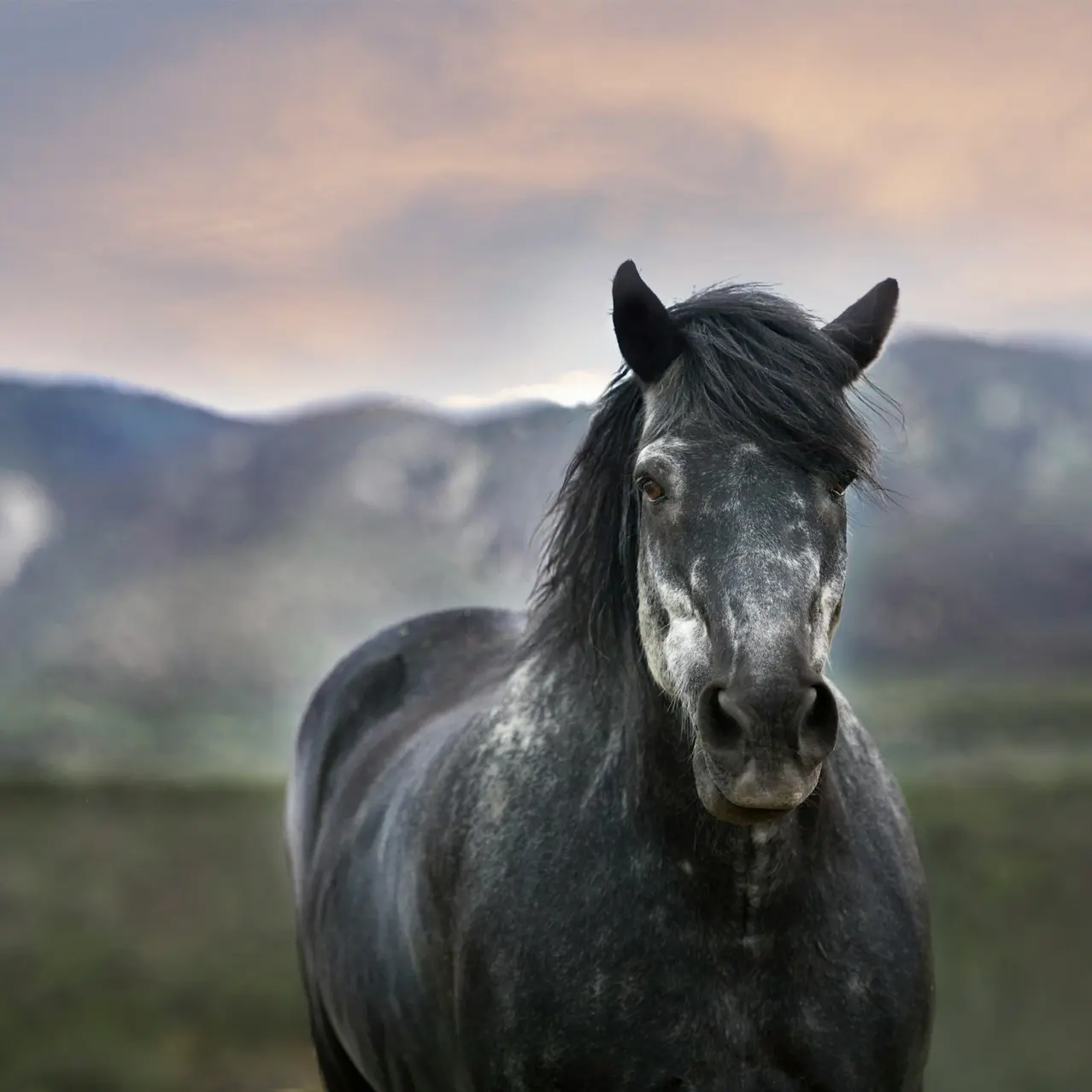 bokeh photography of a black horse