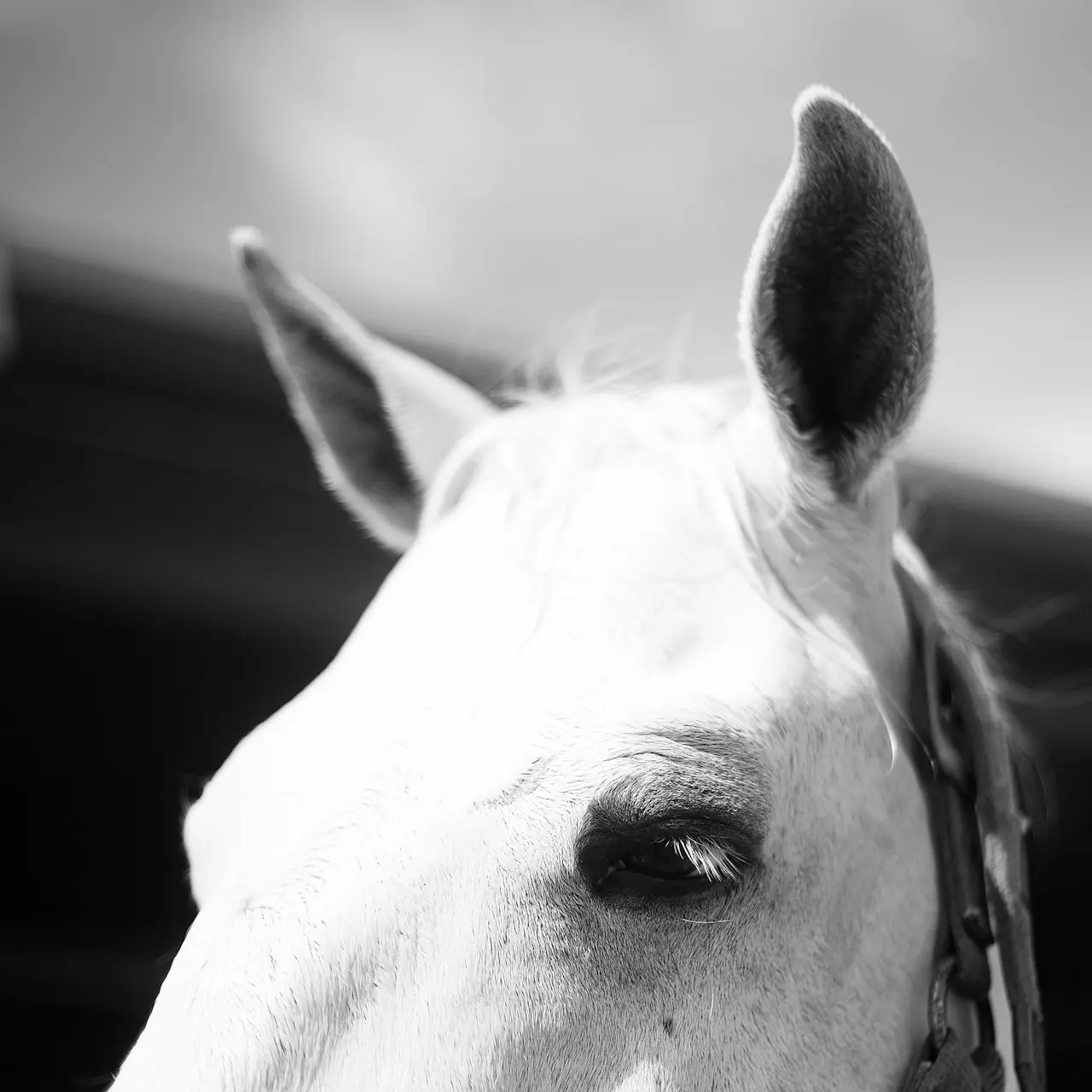 white horse