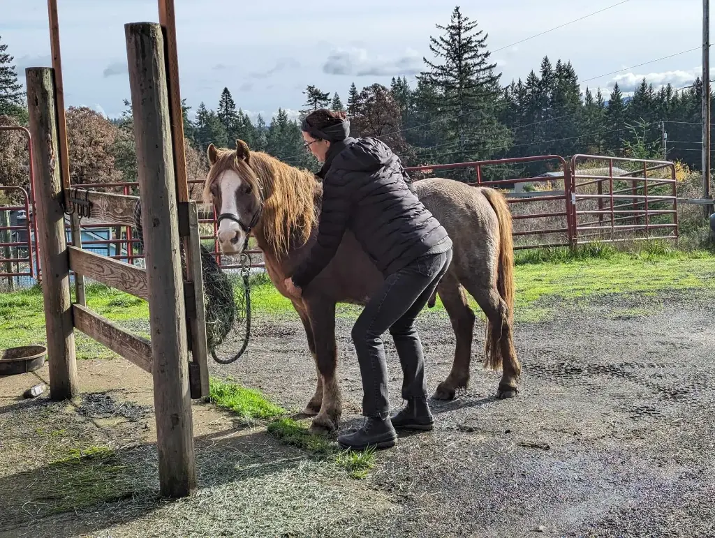 Equine Structural Integration Rebalancing Series