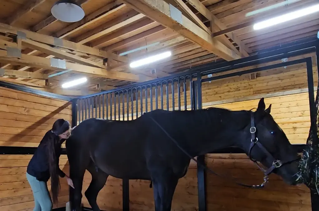 Equine Structural Integration - Single Session