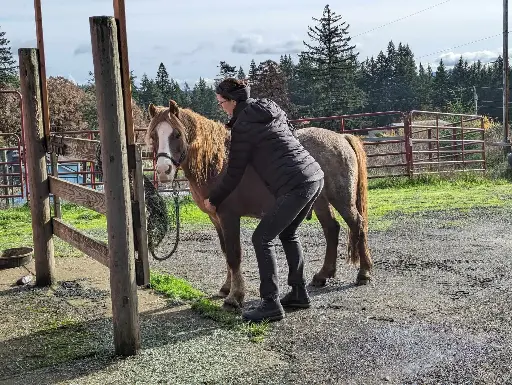 Equine Structural Integration Rebalancing Series