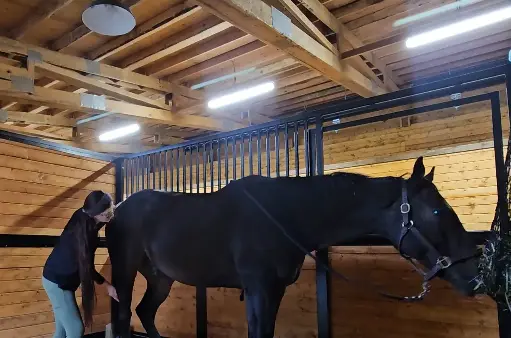 Equine Structural Integration - Single Session